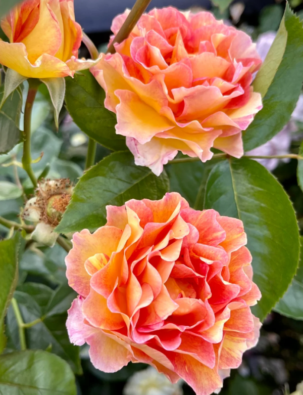 La Parisienne Rose for sale丨Your roses