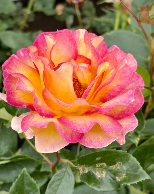 Delpartricol Rose 丨Your roses