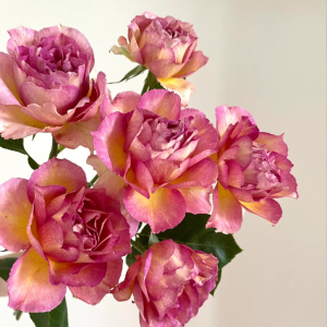 La Parisienne Rose for sale丨Your roses