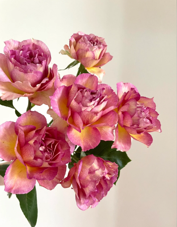 La Parisienne Rose for sale丨Your roses