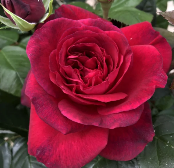 La Rose Monsieur Plant丨Your roses