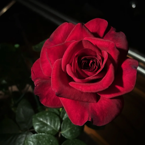 La Rose Monsieur丨Your roses