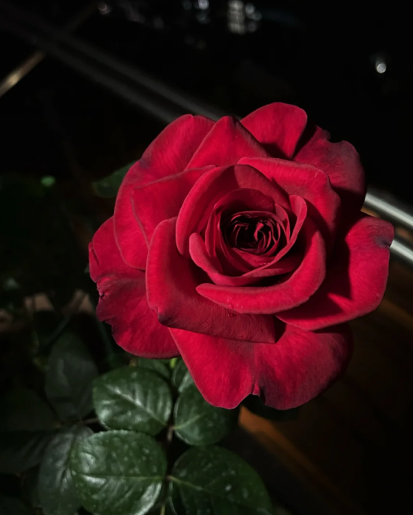 La Rose Monsieur丨Your roses