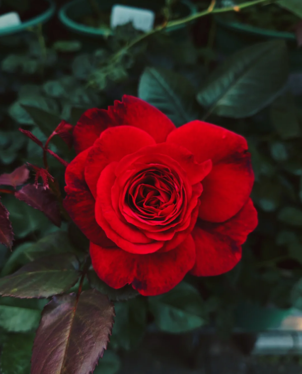 La Rose Monsieur for sale丨Your roses