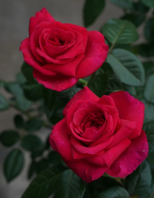 La Rose Monsieur Plant丨Your roses