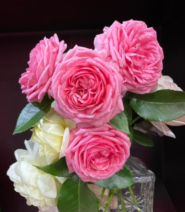 La Rose de Molinard Roses丨Your roses
