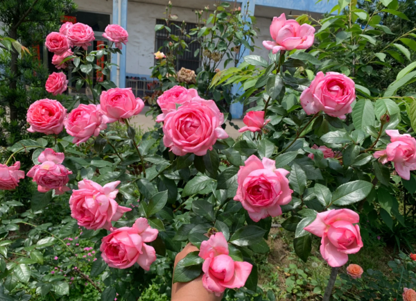 La Rose de Molinard Rose丨Your roses