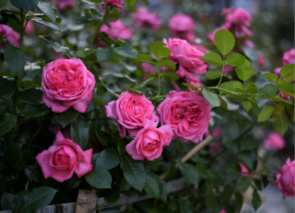 La Rose de Molinard Rose plant丨Your roses