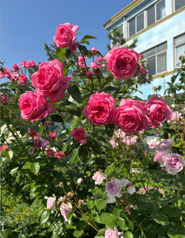 La Rose de Molinard Rose for sale丨Your roses