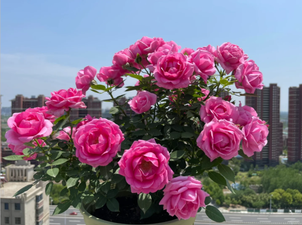 Lady Like Rose for sale丨Your roses
