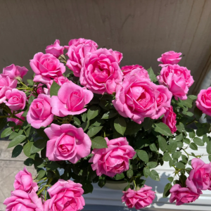 Lady Like Rose丨Your roses