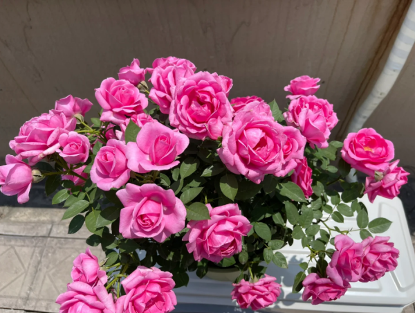 Lady Like Rose丨Your roses