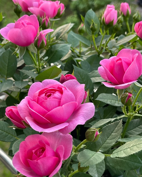 TANekily Rose丨Your roses