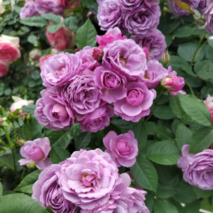 lavender flower circus rose丨Your roses