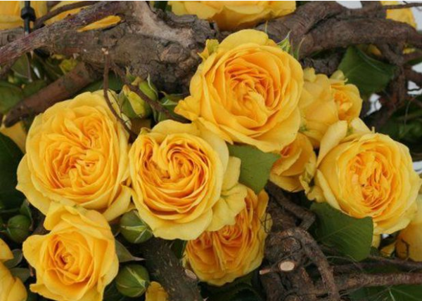 Lemon Pompon Rose丨Your roses