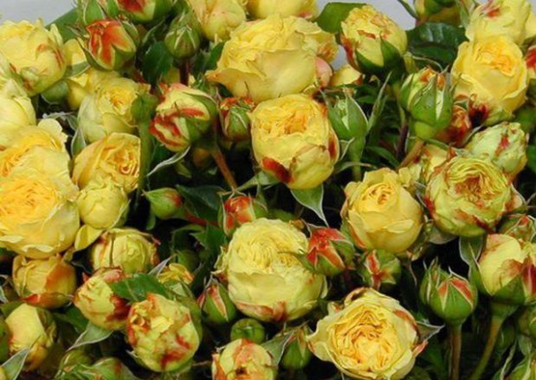 Lemon Pompon Freelander Rose for sale丨Your roses