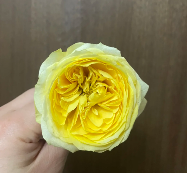 Lemon Pompon Freelander Rose for sale丨Your roses
