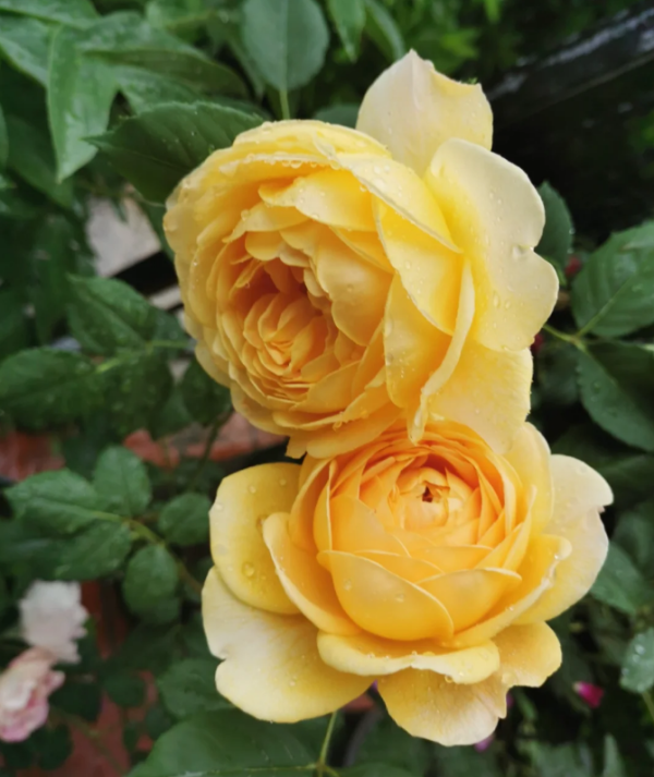 Lemon Pompon Rose for sale丨Your roses