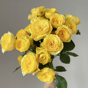 Lemon Pompon Freelander Rose丨Your roses