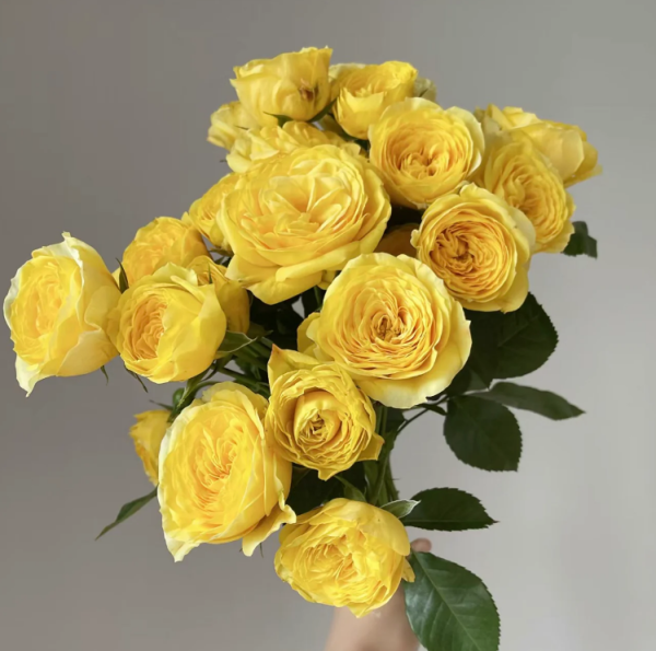 Lemon Pompon Freelander Rose丨Your roses