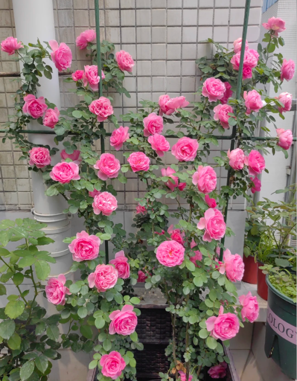 rosa leonardo da vinci丨Your roses