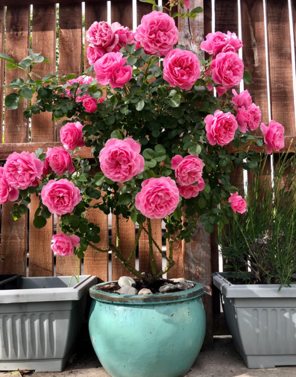 Leonardo da Vinci Rose plant丨Your roses