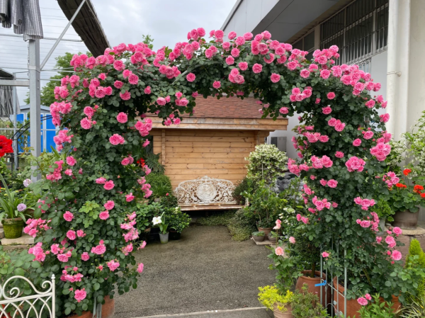 Leonardo da Vinci Rose for sale丨Your roses