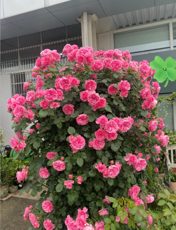 MEIdeauri Rose丨Your roses