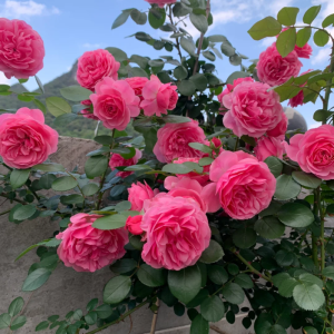 Leonardo da Vinci Rose丨Your roses