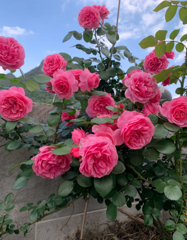 Leonardo da Vinci Rose丨Your roses
