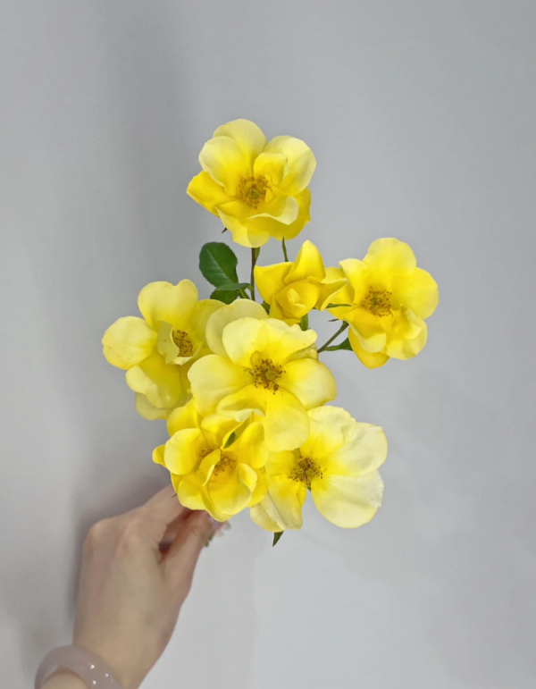 Limoncello Meidiland Rose for sale丨Your roses