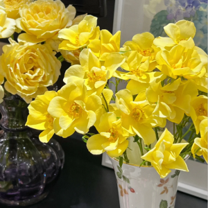 Limoncello Meidiland Rose丨Your roses