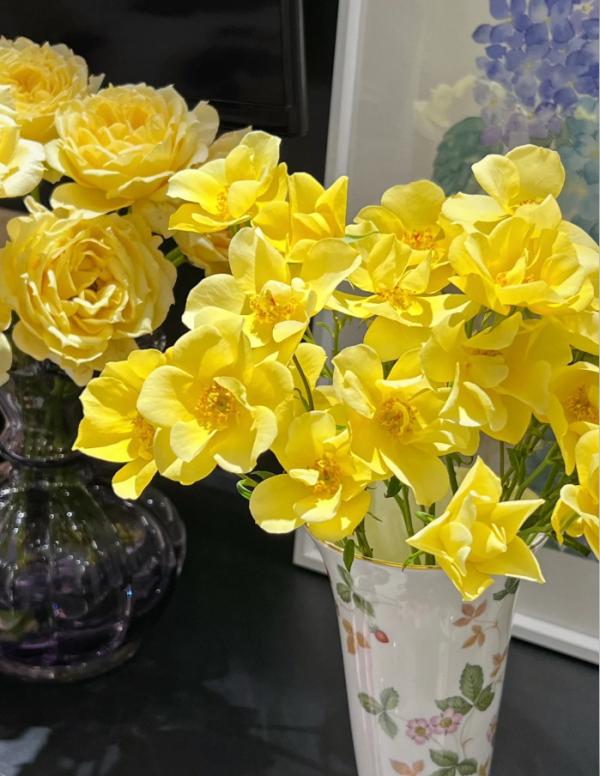 Limoncello Meidiland Rose丨Your roses