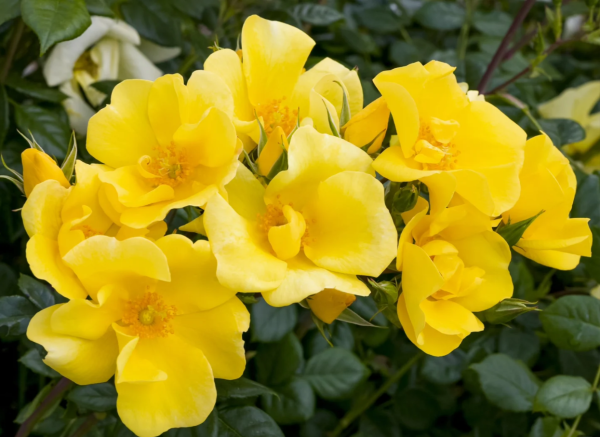 Limoncello Meidiland Roses丨Your roses