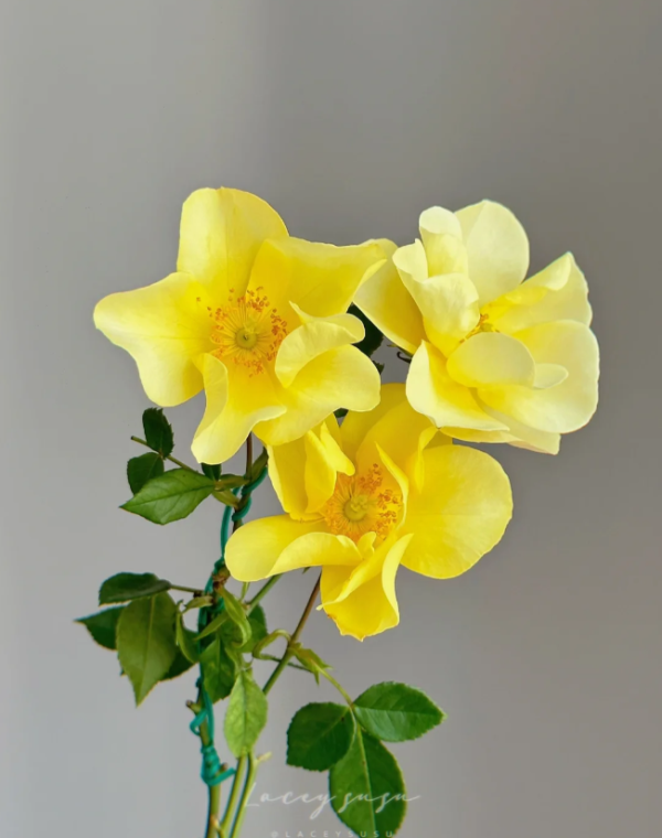 Limoncello Meidiland Rose plant丨Your roses