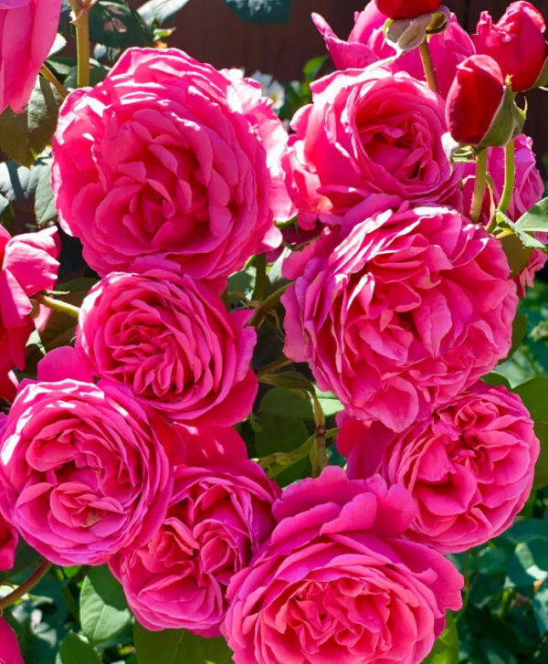Line Renaud Rose for sale丨Your roses