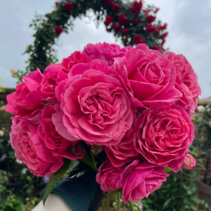 Line Renaud Rose丨Your roses