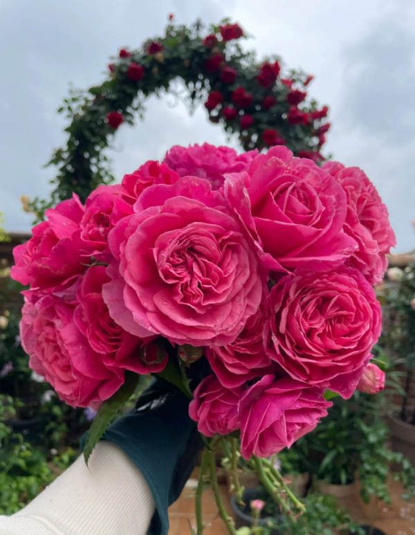 Line Renaud Rose丨Your roses