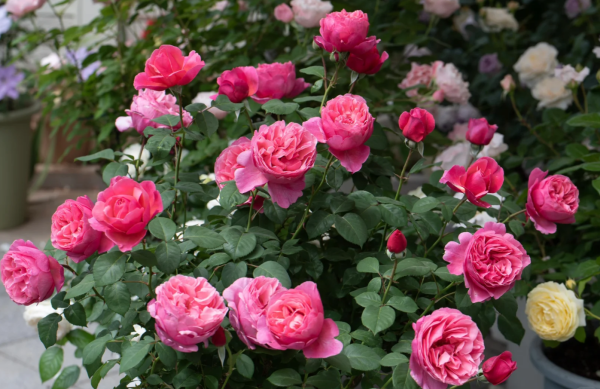 Line Renaud Rose plant丨Your roses