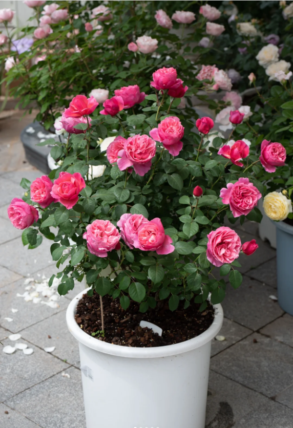 Line Renaud Roses丨Your roses