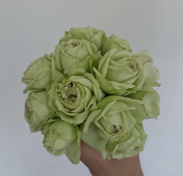 lovely green rose for sale丨Your roses