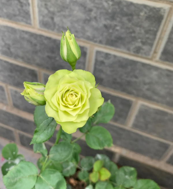 rose lovely green丨Your roses