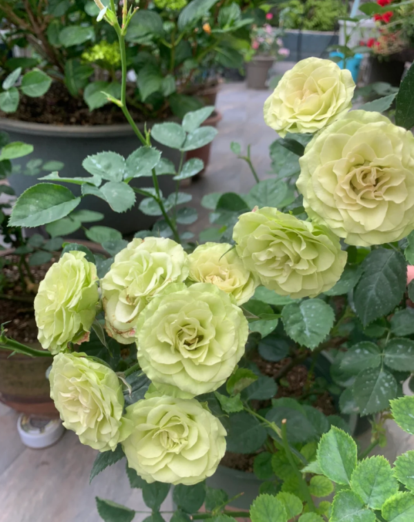 rose lovely green丨Your roses