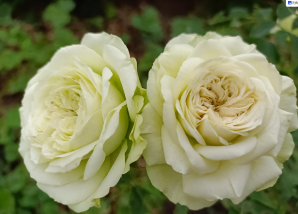 rose lovely green for sale丨Your roses