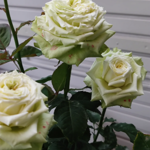 lovely green rose丨Your roses
