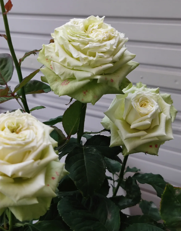 lovely green rose丨Your roses