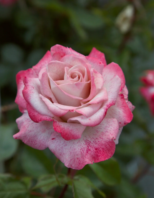 Lyon Llumieres Rose for sale丨Your roses