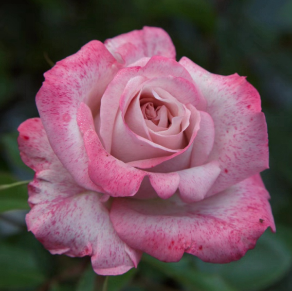 Lyon Llumieres Roses丨Your roses