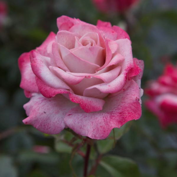 Lyon Llumieres Rose for sale丨Your roses