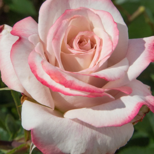 Lyon Llumieres Rose丨Your roses